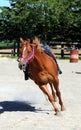 Brown horse in running and training