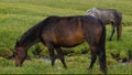 A brown horse grazing in a pasture in the mountains. Side view. In the background of the creek, lush green grass and