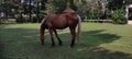 brown horse is grazing on the shiny day Royalty Free Stock Photo