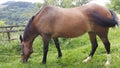 Brown horse grazing. Summer day Royalty Free Stock Photo