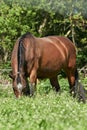 Brown horse grazing in wild flower meadow