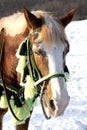 Brown Horse grazing on winter sunset on snowy pasture meadow in golden hour. Stud long mane and beautiful calm foal eating on Royalty Free Stock Photo