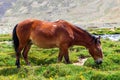 Brown horse on a green field Royalty Free Stock Photo