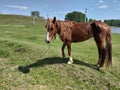 A brown horse in a green meadow by the blue river. Blue sky with white clouds Royalty Free Stock Photo