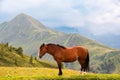 Brown horse on green mountain pasture in summer Royalty Free Stock Photo