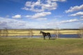 Brown horse on a green spring meadow against the backdrop of a valley with a river and dry reeds under a bright blue sky Royalty Free Stock Photo