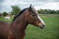 brown horse in a group of Horses in a meadow