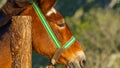 Furry Brown Horse with Halter in Close-Up Royalty Free Stock Photo