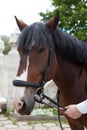 Brown horse hand-held for the bridle Royalty Free Stock Photo