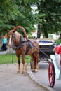 Brown horse harnessed to stroller Suzdal Vladimir region Russia