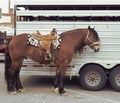 This brown horse is saddled and ready for a ride. He is tied next to his transport carrier. Royalty Free Stock Photo