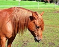 A brown horse having a combed Royalty Free Stock Photo