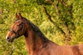 A brown horse head, in the autumn evening sun Royalty Free Stock Photo