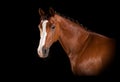 Brown horse head with blaze Royalty Free Stock Photo