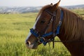 brown horse head close-up. harnessed powerful horse at the racetrack, ready for the race. red eyepieces of a horses eyes Royalty Free Stock Photo