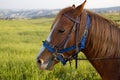 brown horse head close-up. harnessed powerful horse at the racetrack, ready for the race. red eyepieces of a horses eyes Royalty Free Stock Photo