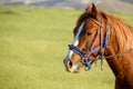 brown horse head close-up. harnessed powerful horse at the racetrack, ready for the race. red eyepieces of a horses eyes, races at Royalty Free Stock Photo