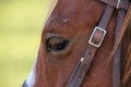 brown horse head close-up. harnessed powerful horse at the racetrack, ready for the race. red eyepieces of a horses eyes, races at Royalty Free Stock Photo