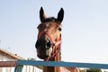 Brown horse head close-up looks down to the camera on a farm against the sky Royalty Free Stock Photo