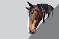 Brown horse head on a grey background