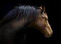 Brown horse head isolated on black background. A closeup portrait of the face of a horse