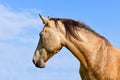 Brown horse head isolated on blue sky. A closeup portrait of the face of a horse Royalty Free Stock Photo