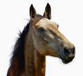 Brown horse head isolated on the white background. A closeup portrait of the face of a horse