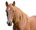 Brown horse head isolated on white background. A closeup portrait of the face of a horse Royalty Free Stock Photo