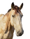 Brown horse head isolated on white background. A closeup portrait of the face of a horse Royalty Free Stock Photo