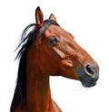 Brown horse head isolated on the white background. A closeup portrait of the face of a horse Royalty Free Stock Photo