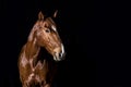 Brown horse head portrait on black background Royalty Free Stock Photo