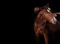 Horse portrait on black background Royalty Free Stock Photo