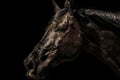 Brown horse head portrait on black background Royalty Free Stock Photo