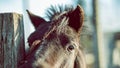 Brown horse head portrait with brown eyes close up gaze still Royalty Free Stock Photo