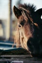 Brown horse head portrait with brown eyes Royalty Free Stock Photo