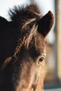 Brown horse head portrait with brown eyes close up gaze still Royalty Free Stock Photo