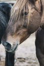 Brown horse head portrait close up Royalty Free Stock Photo