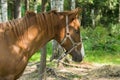 Brown horse head portrait on grass background, close-up, side view Royalty Free Stock Photo