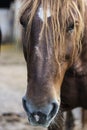 Brown horse head portrait Royalty Free Stock Photo