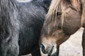 Brown horse head portrait close up Royalty Free Stock Photo