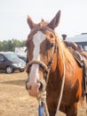 Brown Horse head with reins .Close up view of beautiful horse face. Standing outdoor in farm and looking to camera Royalty Free Stock Photo