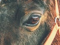 Brown horse head. Horse walks in farm Royalty Free Stock Photo