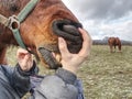 Calm horse baring teeth. Dark teeth of a horse Royalty Free Stock Photo