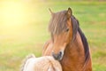 Brown Horse and Her Foal in a Green Field Royalty Free Stock Photo