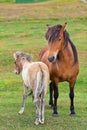 Brown Horse and Her Foal in a Green Field of Grass Royalty Free Stock Photo