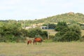 A brown horse with her little foal on a green pasture on a farm in summer in sardinia Royalty Free Stock Photo