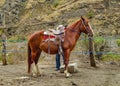 Brown Horse with his Rider Resting Alausi Ecuador