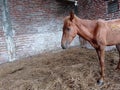 A brown horse is in his stable Royalty Free Stock Photo