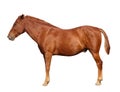 Brown horse isolated Royalty Free Stock Photo