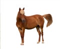 Brown horse. Isolated. Over white. Nobody. Royalty Free Stock Photo